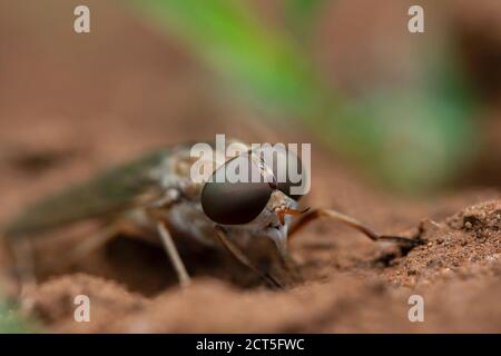 Occhi composti di crine, Tabanus sudetticus, Satara, Maharashtra, India Foto Stock