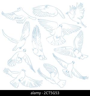 Set di uccelli volante isolati. Illustrazione vettoriale Illustrazione Vettoriale