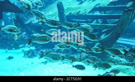 Scuola di incredibili diversi tipi di pesci grigi galleggianti e nuotanti sullo sfondo di una grande nave sommersa di legno. Grande acquario nell'oceanarium. Foto Stock