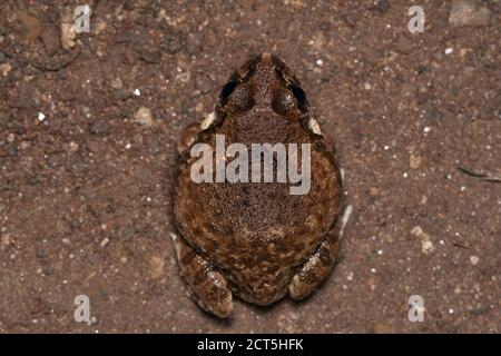 Vista dorsale della rana Burrowing indiana, Sphaerotheca dobsonii, Satara, Maharashtra, India. Rana di Mangalore, rana di Dobson Foto Stock