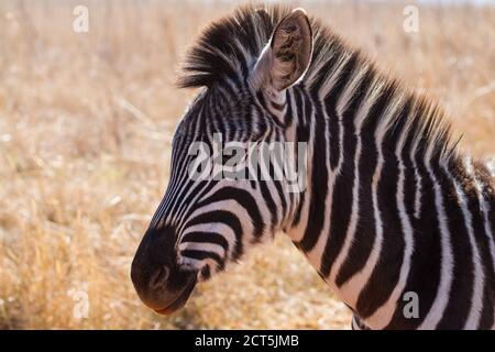 Giovane zebra foal testa ritratto con dorata retroilluminazione e bokeh Contesto in Sud Africa Foto Stock