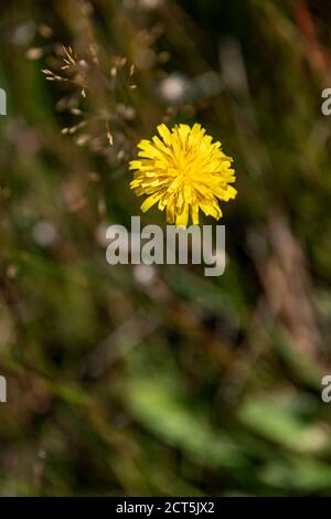 Un primo piano di un fiore giallo in un campo Foto Stock