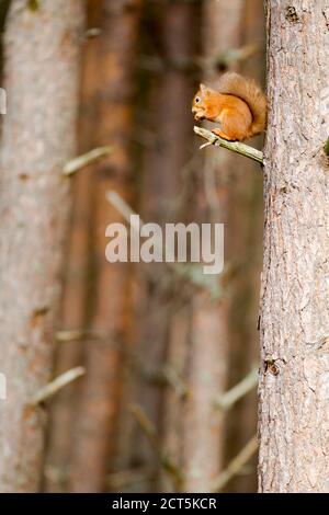 Scoiattolo rosso eurasiatico (Sciurus vulgaris) arroccato su un albero di pino tra il suo habitat naturale Foto Stock