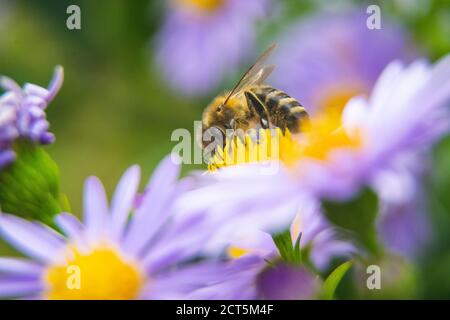 Particolare dell'ape o dell'ape in latino Apis mellifera, dell'ape di miele europea o occidentale seduta sul fiore viola o blu Foto Stock