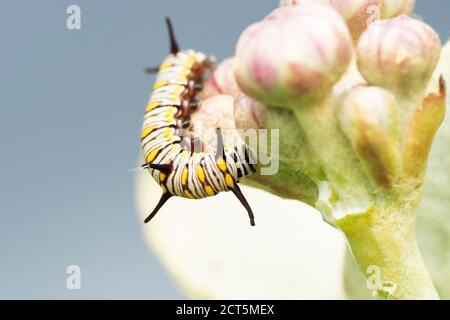 Spine di caterpillar tigre semplici, Danaus chrysippus, Satara, Maharashtra, India Foto Stock