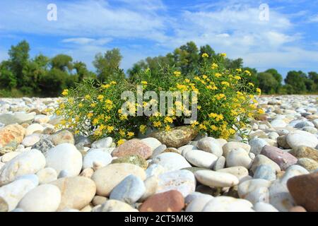 Fiori gialli che crescono su sabbia della costa del fiume Foto Stock