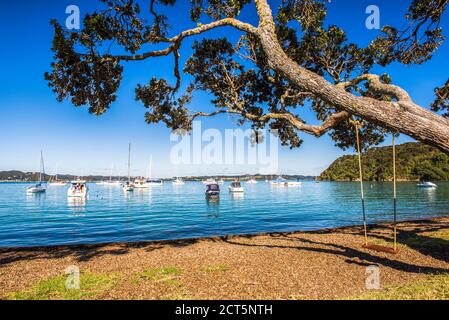 Swing on Russell Beach Waterfront, Bay of Islands, Northland Region, North Island, New Zealand Foto Stock
