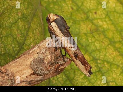 Erba spadronata rossa (Xylena vetusta) adulta a riposo sul ramo morto Eccles-on-Sea, Norfolk, Regno Unito Settembre Foto Stock