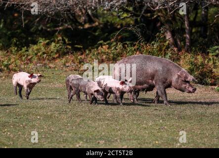 New Forest, Hampshire, Regno Unito. I maiali sono rilasciati per vagare liberamente attraverso la New Forest in autunno. La annata annuale consente ai suini di nutrirsi su ghiande nocive per i pony della New Forest. Credit Stuart Martin/Alamy Live News Foto Stock