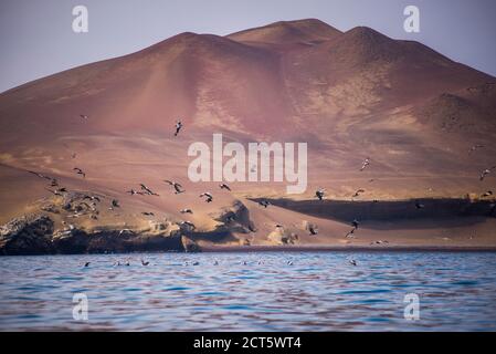 Pellicani peruviani (Pelecanus thragus), Isole Ballestas (Isole Ballestas), Riserva Nazionale Paracas, Perù, Sud America Foto Stock