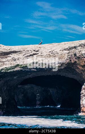 Pelican peruviano (Pelicanus thragus), Isole Ballestas (Isole Ballestas), Paracas National Reserve, Perù, Sud America Foto Stock