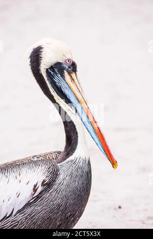 Pelican peruviano (Pelecanus Thagus), Paracas, Ica, Perù, Sud America Foto Stock