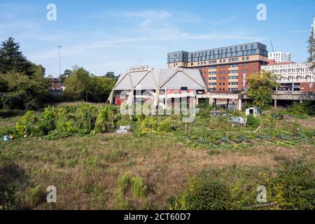 Giardinaggio su terra bonificata, Hexagonn, lettura Foto Stock