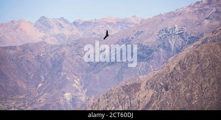 Condor vola a Mirador Cruz del Condor (punto di osservazione Condor) vicino al Colca Canyon, Perù, Sud America Foto Stock