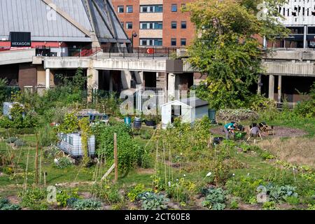 Giardinaggio su terra bonificata, Hexagonn, lettura Foto Stock