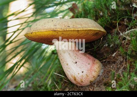 Bolete rosso piede, conosciuto anche come Scarletina bolete, che cresce in una foresta Foto Stock