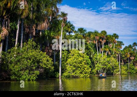 Gita in canoa sul lago Sandoval, la riserva nazionale di Tambopata, la giungla amazzonica del Perù, Sud America Foto Stock