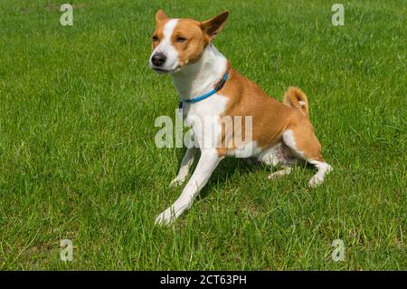 Maturo cane basenji maschio guardando da vicino mentre si siede su un prato verde Foto Stock