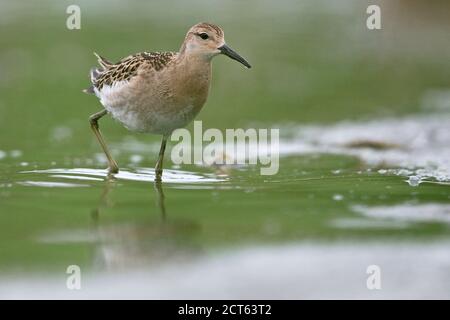 Ruff (Philomachus pugnax) Foto Stock