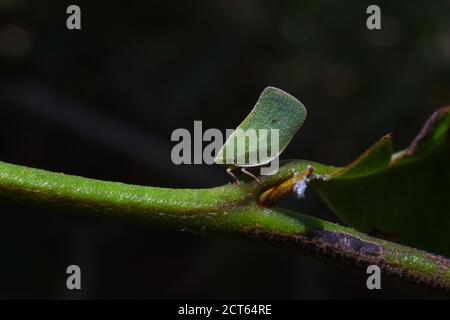 Un Plantopper si siede su un ramoscello verde sullo sfondo sfocato Foto Stock