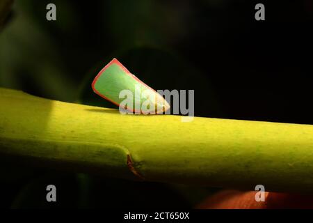 Un Plantopper si siede su un ramoscello verde sullo sfondo sfocato Foto Stock