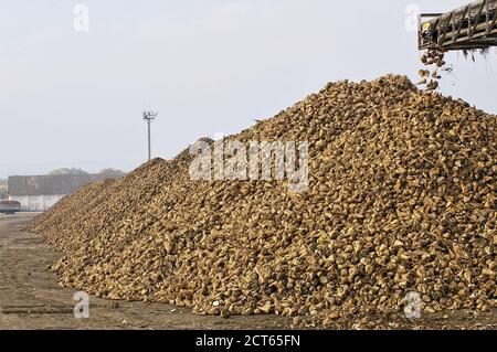 Pila di barbabietole con trasportatore di trasporto Foto Stock