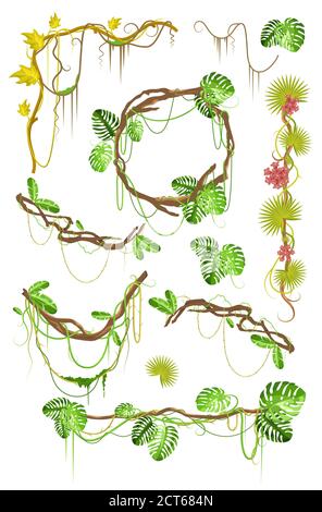 Insieme di elementi decorativi del superriduttore tropicale della liana, illustrazione isolata del vettore piatto. Illustrazione Vettoriale