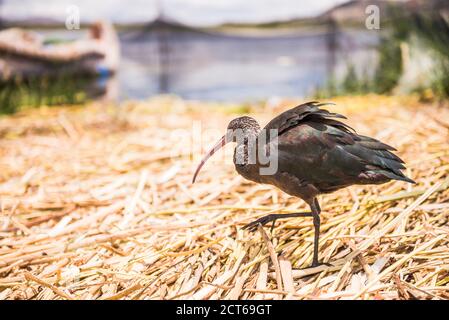 Uccello su Isole di Uros Floating Reed, Lago Titicaca, Provincia di Puno, Perù, Sud America Foto Stock