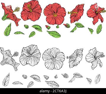 Fiori e foglie di hibiscus disegnati a mano clipart. Illustrazione Vettoriale