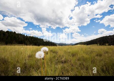 Orologi dente di leone, soffici seedheads in erba lunga in un prato. Foto Stock