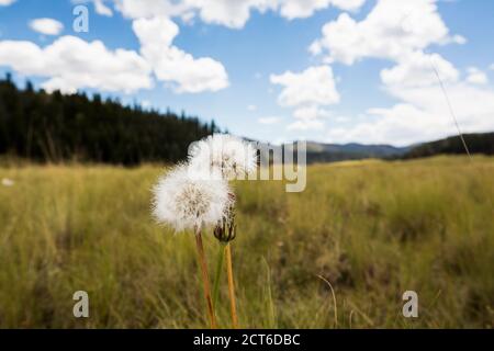 Orologi dente di leone, soffici seedheads in erba lunga in un prato. Foto Stock