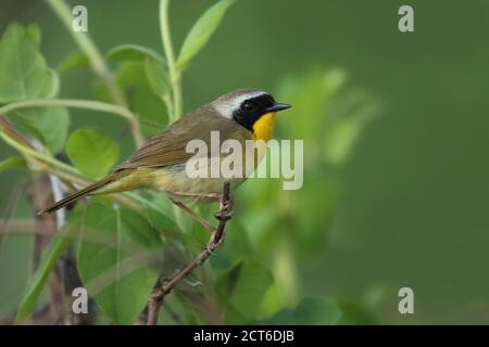 YellowThroat Warbler comune di fronte a sfondo verde Foto Stock