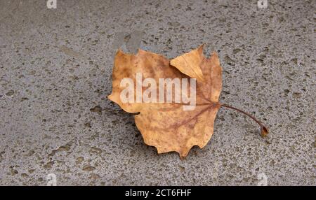 foglia d'acero giallita sul cemento. sfondo autunno creativo. copia spazio. Foto Stock