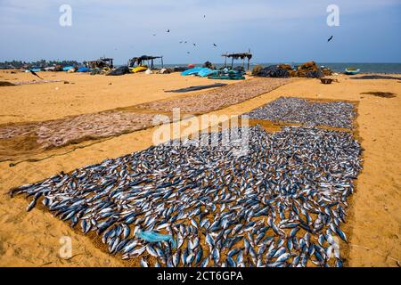 Negombo mercato del pesce, pesce di essiccazione al sole a Lellama mercato del pesce, Negombo, sulla costa occidentale dello Sri Lanka, in Asia Foto Stock