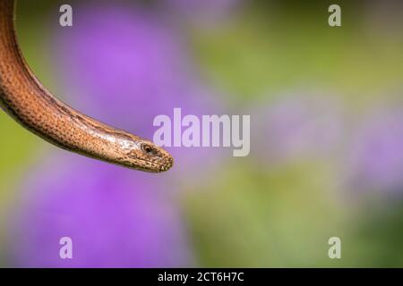 Verme lento, Anguis fragilis, fine estate sulla brughiera Buckinghamshire Foto Stock