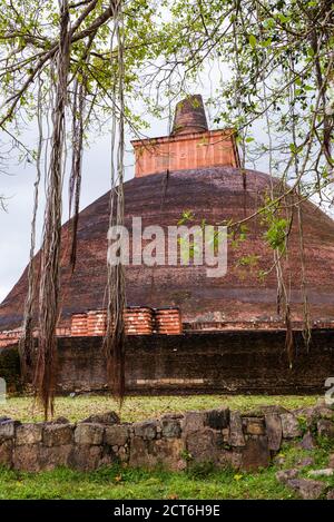 Città sacra di Anuradhapura, rovine di Jetvanarama Dagoba, aka Jetvanaramaya Stupa, Triangolo Culturale, Sri Lanka, Asia Foto Stock