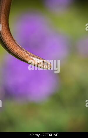 Verme lento, Anguis fragilis, fine estate sulla brughiera Buckinghamshire Foto Stock