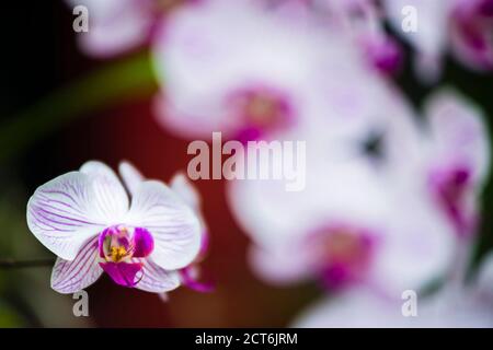 Giardini botanici reali di Kandy, fiori di orchidee bianchi e rosa nella casa delle orchidee, Peradeniya, Kandy, Sri Lanka, Asia Foto Stock