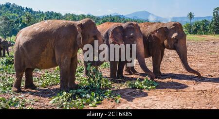 Elefanti a Pinnawala l'Orfanotrofio degli Elefanti, Sri Lanka, Asia Foto Stock