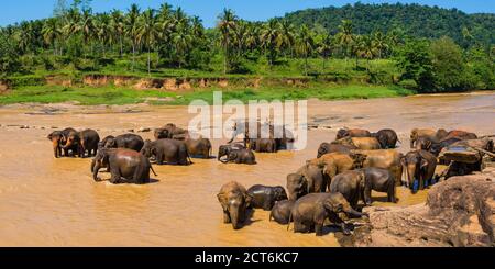 Pinnawala l'Orfanotrofio degli Elefanti, elefanti in Maha Oya fiume vicino a Kegalle in paese collinare dello Sri Lanka, in Asia Foto Stock