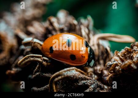 Ladybugs o Ladybirds che si posano a casa Foto Stock