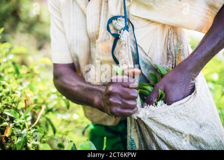 Raccoglitrice di tè riempiendo il suo sacchetto con foglie di tè in una piantagione di tè nelle Highlands centrali dello Sri Lanka e nel paese del tè, Sri Lanka, Asia Foto Stock