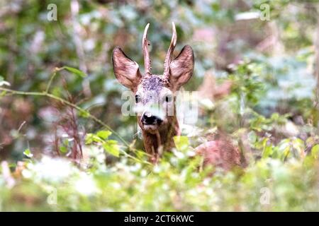 REH im Mischwald Foto Stock