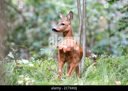 REH im Mischwald Foto Stock