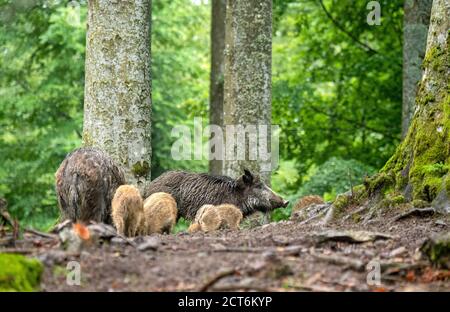 Wildschweine im Mischwald *** Local Caption *** Borstentiere,Echte Schweine,Frischlinge,Paarhufer,Sau,Sauen,Sauen im Juni, Sauen im Wald, Schwarzkittel Foto Stock