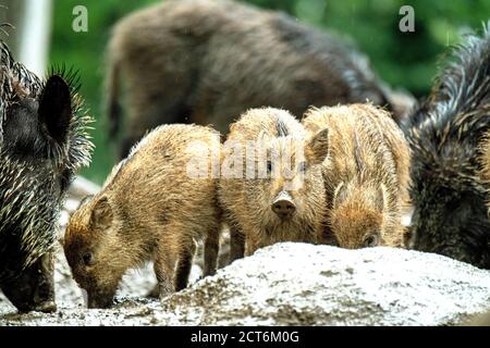 Wildschweine im Mischwald *** Local Caption *** Borstentiere,Echte Schweine,Frischlinge,Paarhufer,Sau,Sauen,Sauen im Juni, Sauen im Wald, Schwarzkittel Foto Stock