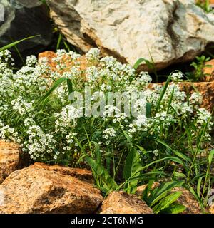 Bellissimi fiori bianchi crescono tra le pietre. Foto Stock