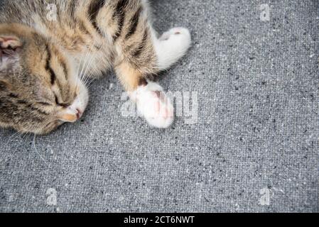 Primo piano ritratto di un giovane cucciolo dormiente con spazio per la copia. Fotografato dall'alto. Spazio di copia. Foto Stock