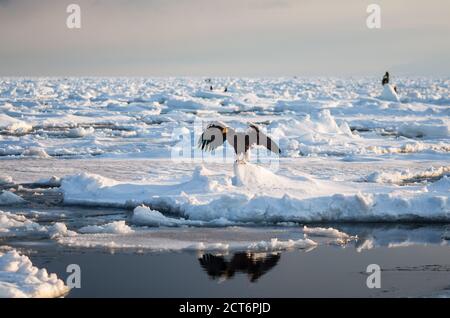 L'aquila marina di Steller (Haliaeetus pelagicus) si aggrega vicino alla penisola di Shiretoko (Qui Rausu) durante i mesi invernali con il ghiaccio di deriva Foto Stock