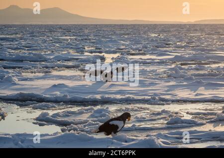 L'aquila marina di Steller (Haliaeetus pelagicus) si aggrega vicino alla penisola di Shiretoko (Qui Rausu) durante i mesi invernali con il ghiaccio di deriva Foto Stock